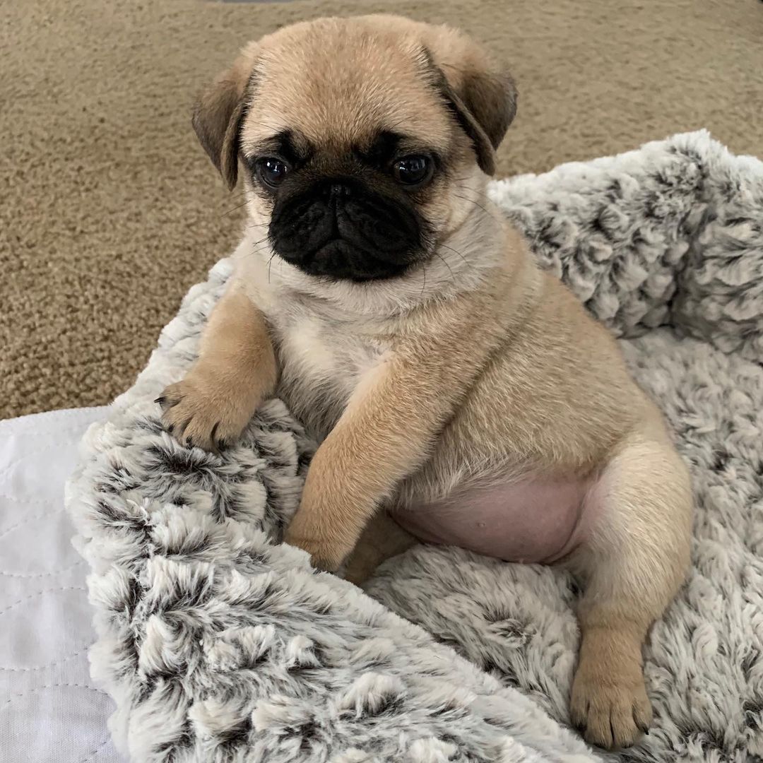 Miss Peaches Pug puppy